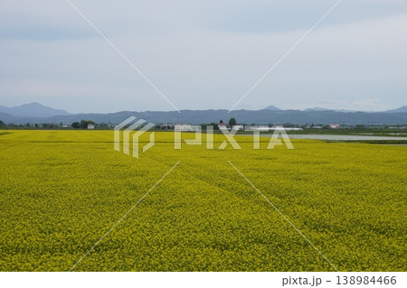 北海道滝川の菜の花畑　広大な黄色い絨毯と山並みの絶景 138984466