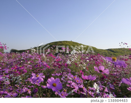 保渡田古墳群・二子山古墳とコスモス 保渡田古墳群・二子山古墳とコスモス 138984483
