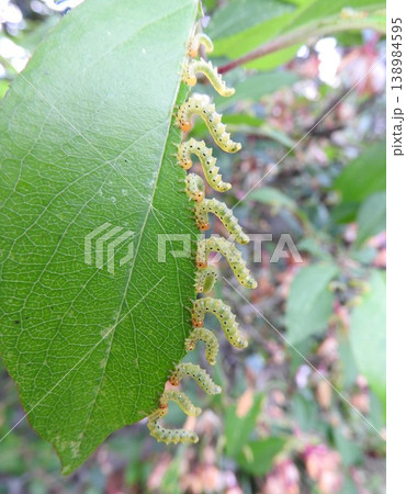 ハナカイドウの葉を並んで食べる害虫「カイドウハバチ」の幼虫 ハナカイドウの葉を並んで食べる害虫「カイドウハバチ」の幼虫 138984595