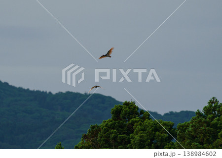新潟県佐渡島の空を飛ぶトキ 希少な日本の野生動物 138984602