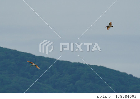 新潟県佐渡島の空を飛ぶトキ 希少な日本の野生動物 138984603