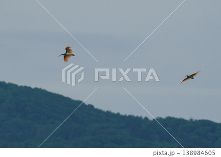 新潟県佐渡島の空を飛ぶトキ 希少な日本の野生動物 138984605