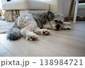 Cute fluffy dog resting on floor at home in cozy living room interior 138984721