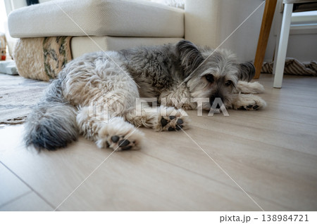 Cute fluffy dog resting on floor at home in cozy living room interior 138984721