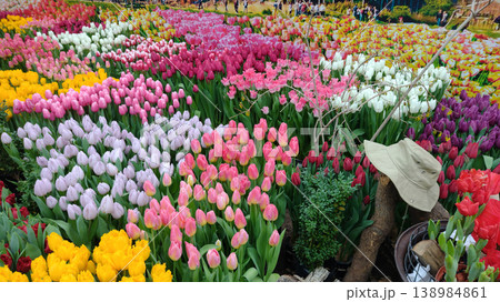 Vibrant field of multicolored tulips in full bloom at a spring flower festival. 138984861