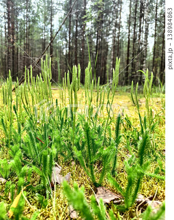 Beautiful forest floor scenery with fresh green club moss plants and blurry trees background. 138984863