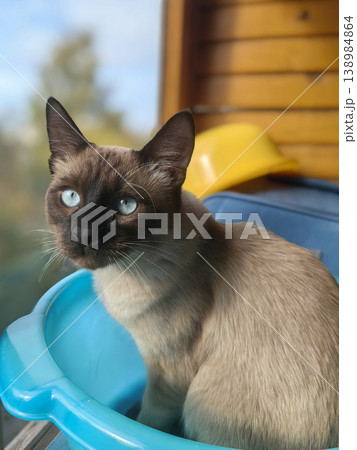 Close up of a Thai cat with seal point coat looking curiously at the camera. Close up of a Thai cat with seal point coat looking curiously at the camera. 138984864