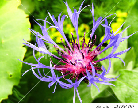 Top view of a purple and pink cornflower blossom with intricate petal structure. 138984867