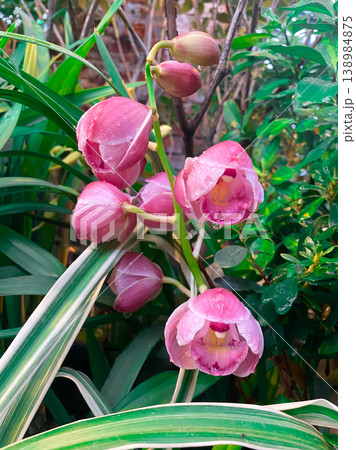 Beautiful pink cymbidium orchid flowers with morning dew drops in a tropical garden 138984875