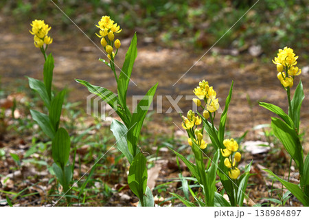 キンラン（金蘭） 138984897