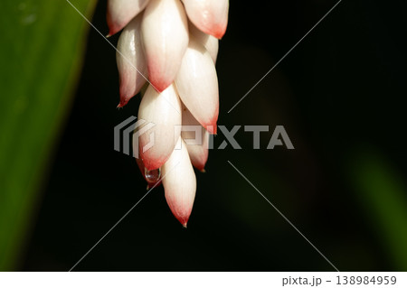 月桃の花 月桃の花 138984959