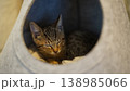 穏やかに眠る子猫 138985066