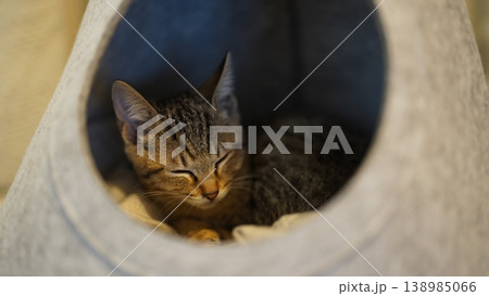 穏やかに眠る子猫 穏やかに眠る子猫 138985066