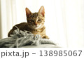 キジトラ子猫 138985067