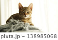 キジトラ子猫 138985068