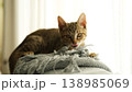キジトラ子猫 138985069