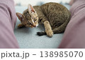 キジトラ子猫 138985070