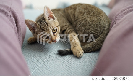 キジトラ子猫 138985070