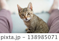 キジトラ子猫 138985071