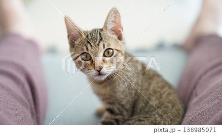 キジトラ子猫 138985071