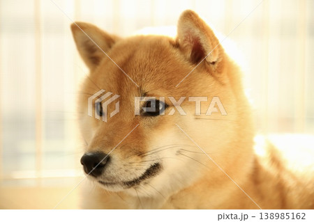 柴犬のかわいい柴犬 柴犬のかわいい柴犬 138985162
