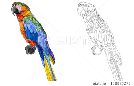 A hand-drawn parrot coloring page with detailed line art on a white background. A hand-drawn parrot coloring page with detailed line art on a white background. 138985275