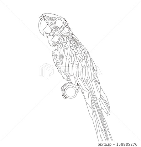 A colorful hand-drawn macaw parrot isolated on a white background. 138985276