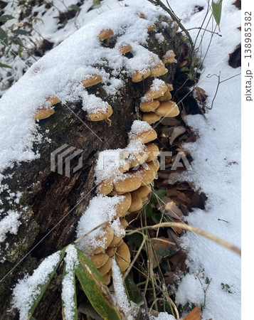 【縦長】雪の積もった倒木に自生する天然のナメコ 138985382