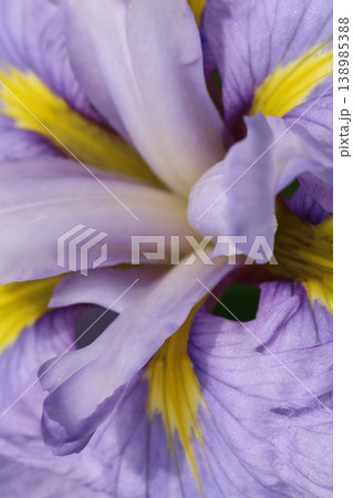 紫の菖蒲 紫の菖蒲 138985388