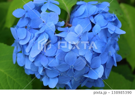 青い紫陽花 138985390