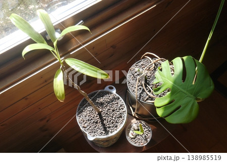 窓際で育てている観葉植物 138985519