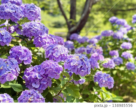 満開の紫陽花 満開の紫陽花 138985556