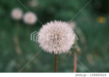 dandelion flower in the garden dandelion flower in the garden 138985628