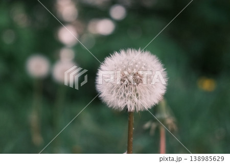 dandelion flower in the spring garden 138985629