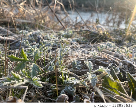 冬の寒さに耐えて芽吹く野生のヨモギと霜 冬の寒さに耐えて芽吹く野生のヨモギと霜 138985638