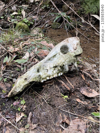森の地面に落ちている苔むしたイノシシの頭蓋骨 138985640