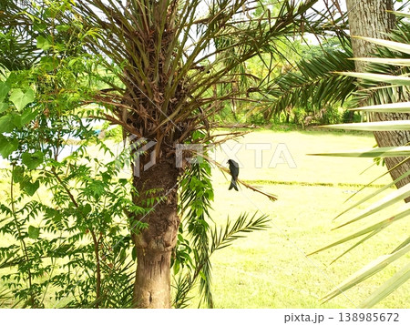 A Black Drongo sits on a palm tree branch 138985672