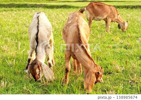 Goat eating grass in a green grass field Goat eating grass in a green grass field 138985674