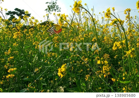 Yellow mustard flower on delias eucharis or jezebel butterfly Yellow mustard flower on delias eucharis or jezebel butterfly 138985680