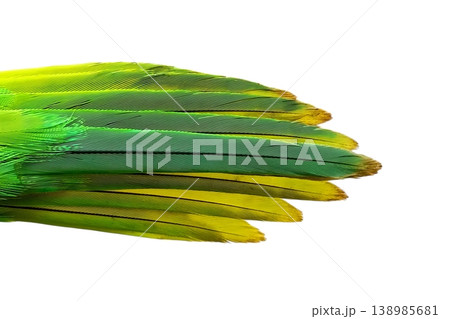 Parrot feather isolated on white background 138985681