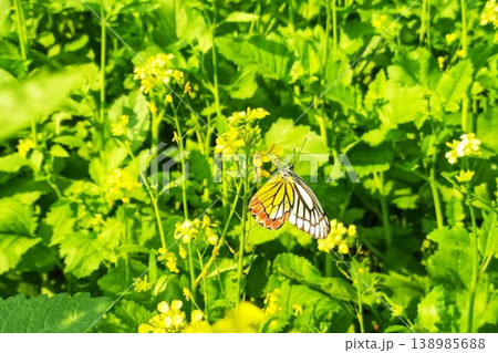 Yellow mustard flower on delias eucharis or jezebel butterfly Yellow mustard flower on delias eucharis or jezebel butterfly 138985688