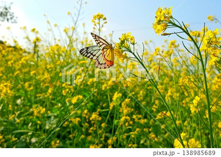 Yellow mustard flower on delias eucharis or jezebel butterfly Yellow mustard flower on delias eucharis or jezebel butterfly 138985689