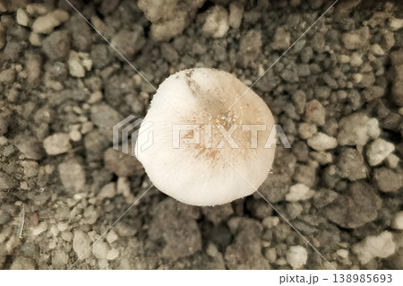 Mushrooms that grow on the surface of the soil Mushrooms that grow on the surface of the soil 138985693