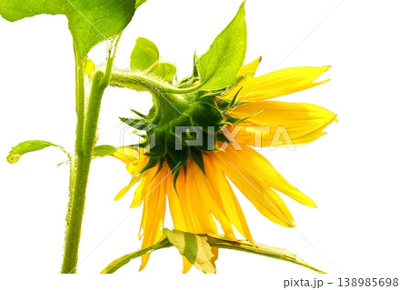 Sunflower flower isolated on white background 138985698