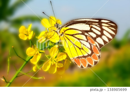 Yellow mustard flower on delias eucharis or jezebel butterfly Yellow mustard flower on delias eucharis or jezebel butterfly 138985699