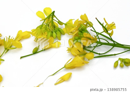Mustard flower isolated on white background 138985755