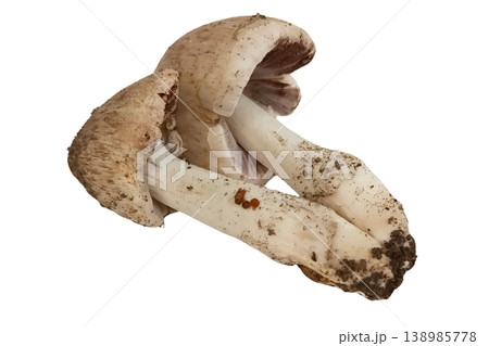 Mushroom isolated on white background 138985778