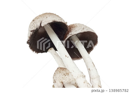 Mushroom isolated on white background Mushroom isolated on white background 138985782