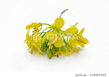 Mustard flower isolated on white background Mustard flower isolated on white background 138985845