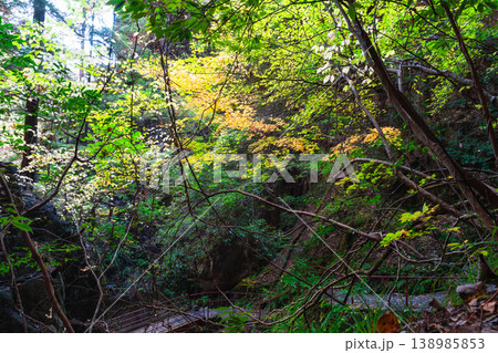 【日本の滝百選】晩秋の寂地峡五龍の滝　紅葉と遊歩道　山口県岩国市 138985853